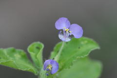 Commelina erecta